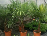 Some of the smaller palm trees that Topiary by Design can supply