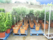 For decorating a conference centre, try these unusual olive trees from Topiary by Design, based in Darlington, Co Durham