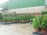 Box trees, spirals, pyramids - you'll find everything you need at Topiary by Design
