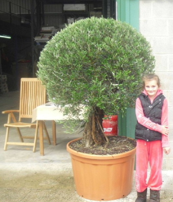 This photo will give you an idea of the size of our olive trees