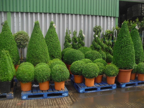 http://topiary.com