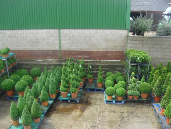 Topiary by Design can supply a wide range of box hedging, spiral box bushes and hardy exotics such as olive trees and palm trees!