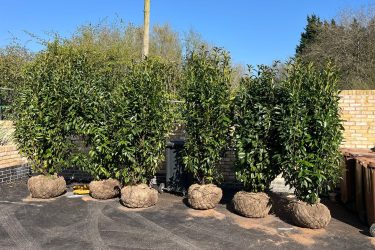 gallery home new pic